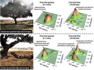 Efectos del Fuego en la Materia Orgánica del Suelo