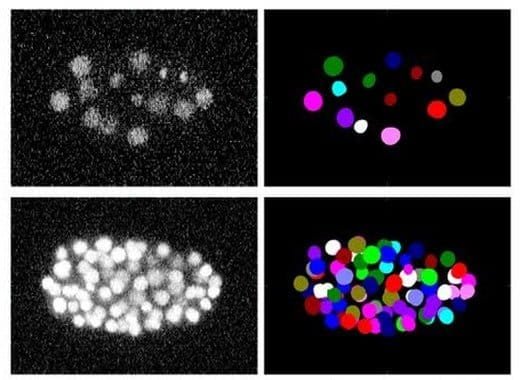 Una-base-de-datos-de-videos-de-seguimiento-celular-sera-util-para-estudiar-el-cancer