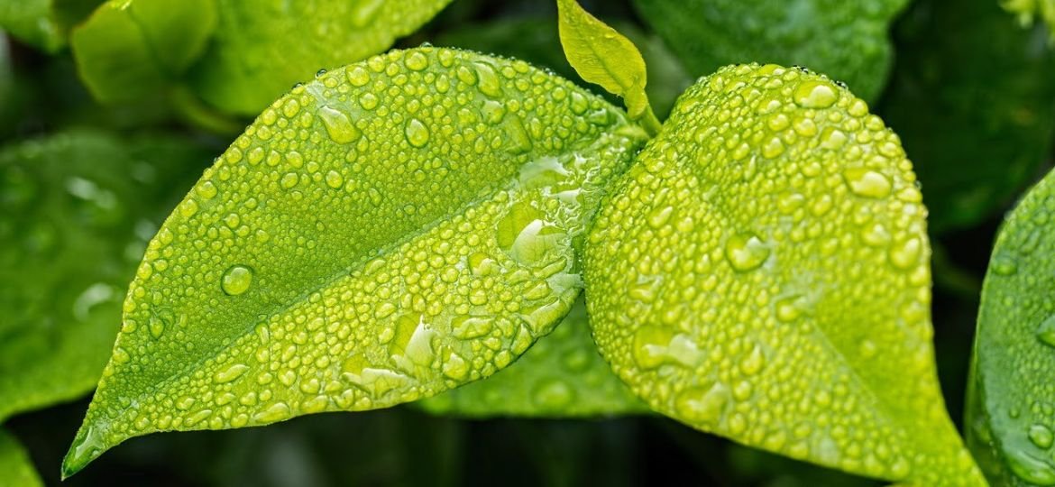 área foliar de hoja